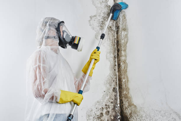 Best Commercial Mold Removal  in Taft Heights, CA