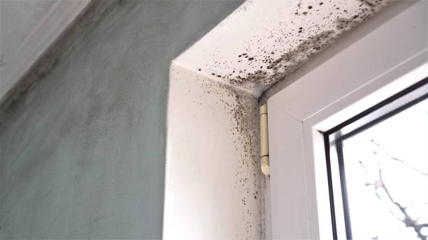 Attic Mold Removal in Taft Heights, CA