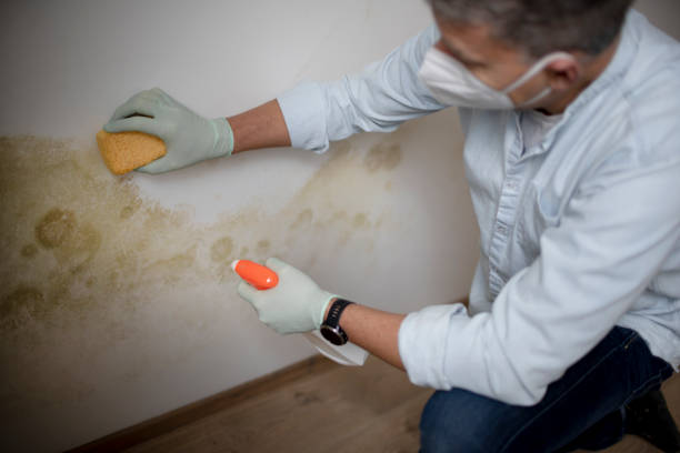Best Mold Remediation Experts  in Taft Heights, CA