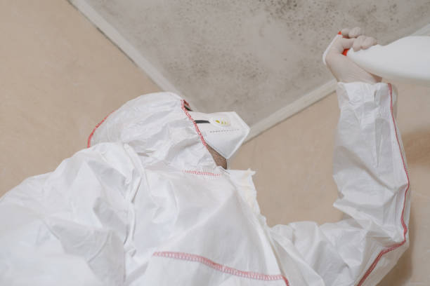 Best Local Mold Removal Service  in Taft Heights, CA