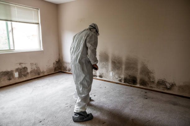 Best Emergency Mold Removal  in Taft Heights, CA