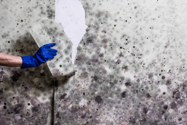 Best Affordable Mold Removal  in Taft Heights, CA