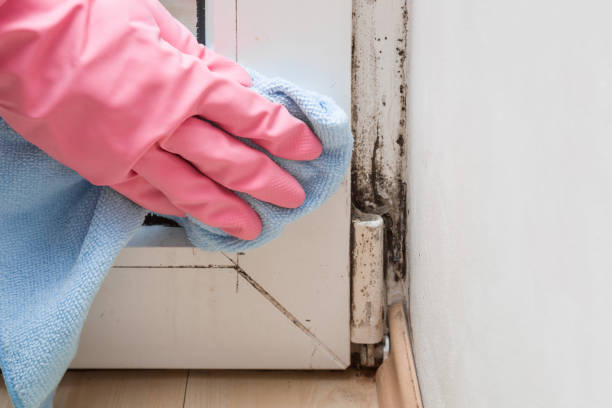 Best Mold Damage Repair  in Taft Heights, CA