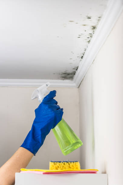 Taft Heights, CA Mold Removal Company