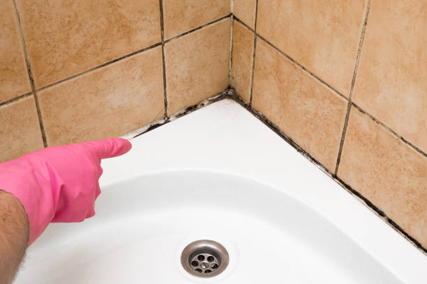 Best Toxic Mold Removal  in Taft Heights, CA