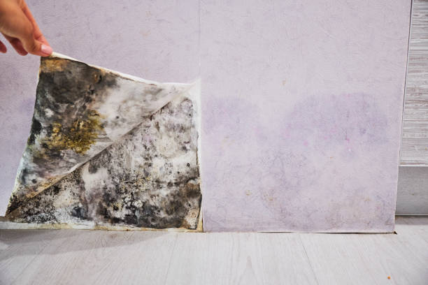 Best Mold Testing  in Taft Heights, CA